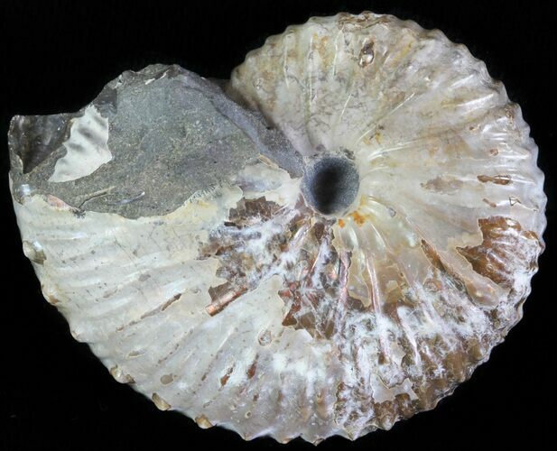 Hoploscaphites Ammonite - South Dakota #62605